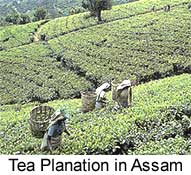 Tea planation